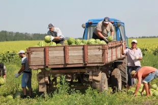Благодаря жаркому июлю, сорта донских арбузов в этом году поспели чуть быстрее.