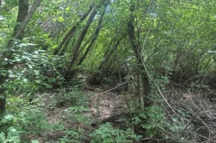 Тело нашли в зарослях за домом.