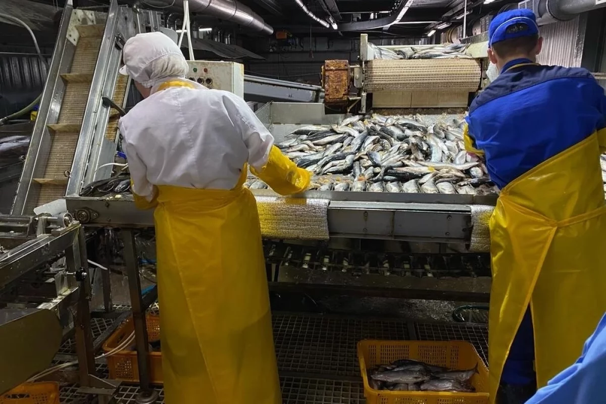 Из моря на стол. Сахалин наращивает производство рыбной продукции