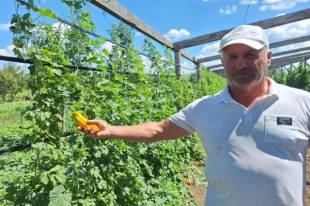 Зулкипли Рамазанов экспериментирует с необычными растениями.