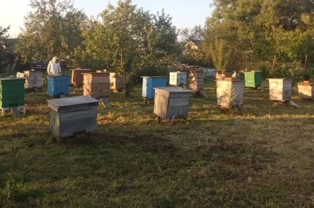 Список разрешенных и запрещенных продуктов на Медовый спас 14 августа 2025 года
