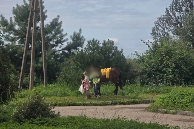 Дети целыми днями гуляют с лошадью по микрорайону