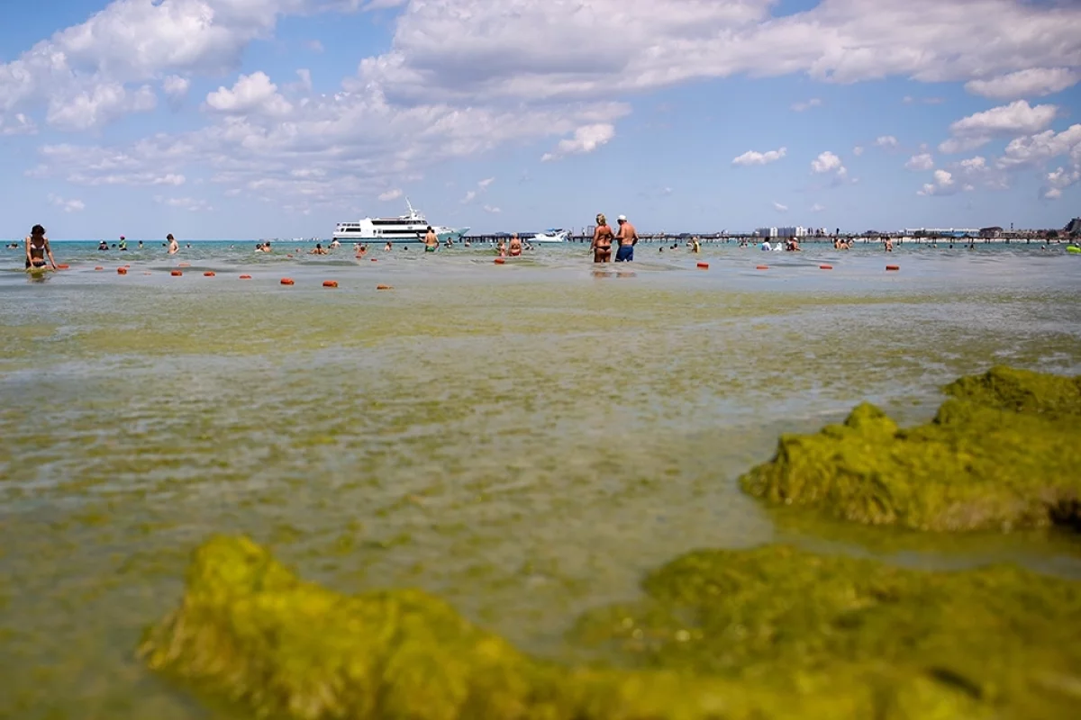Фаза активного цветения водорослей. 