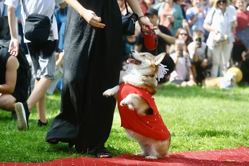  Событие прошло в рамках развития pet-friendly среды.