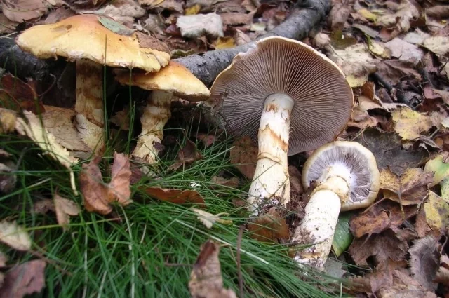 В роде Паутинник (Cortinarius) есть ядовитые виды. Они содержат токсины, которые вызывают отравление и могут привести к летальному исходу.