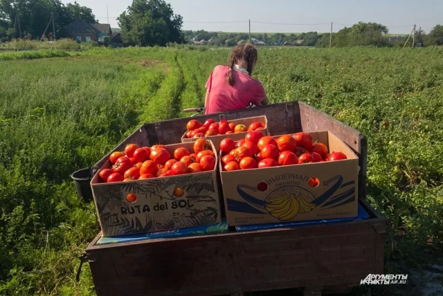 Созревание томатов продолжается и после снятия с куста. Главная роль здесь у фитогормона — этилена, который вырабатывают сами плоды.