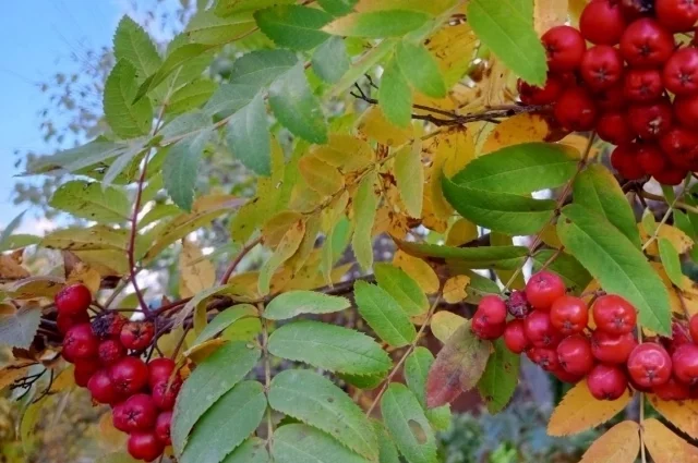 Как говорят, рябина гроздная — зима морозная.
