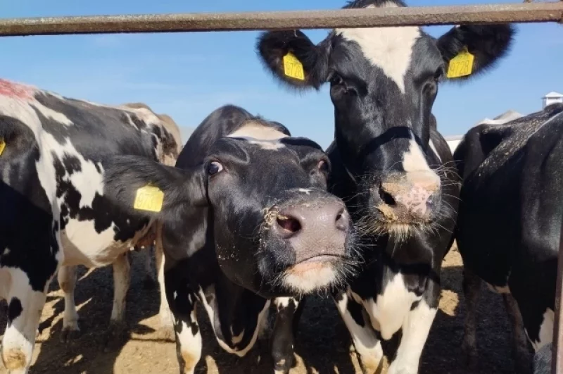 Коровы голштинизированной породы, живущие на ферме колхоза имени Куйбышева, могут каждый день поить молоком всех жителей города, размером с Сызрань.