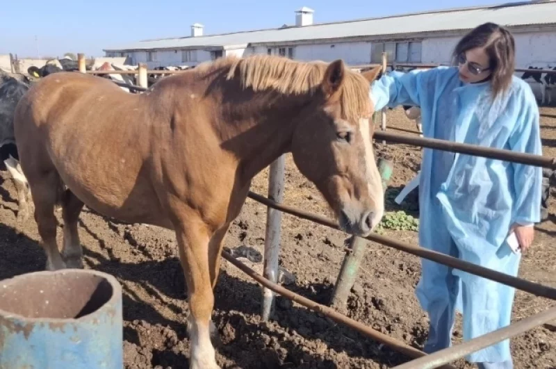 Конь Коровий Повелитель - почётный пенсионер. Общается с посетителями, а заодно за бурёнками следит.
