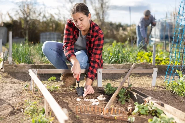 При посадке озимого чеснока надо ориентироваться не на даты, а на погоду.