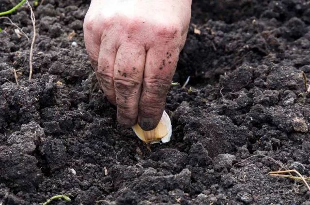 Выбор чеснока — дело серьёзное.