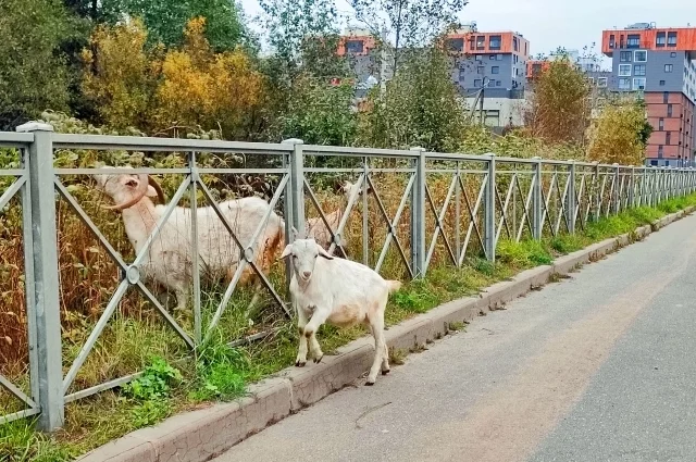 Стадо пасущихся коз для города – тоже удивительно.