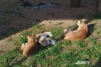 Рысята отдыхают в просторном вольере возле мамы