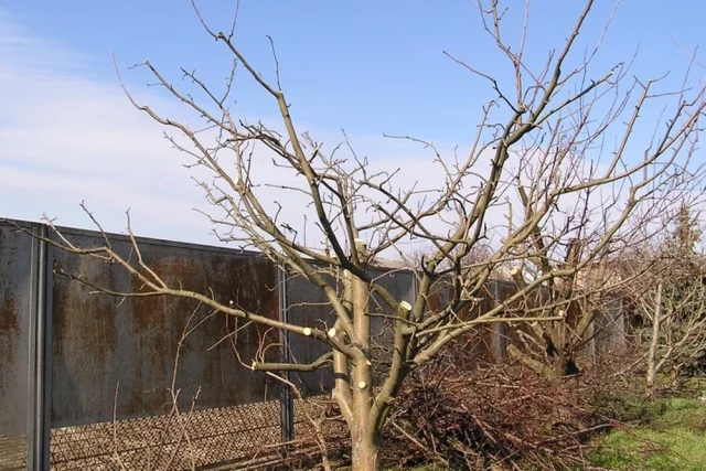 Обрезка в ноябре на юге.