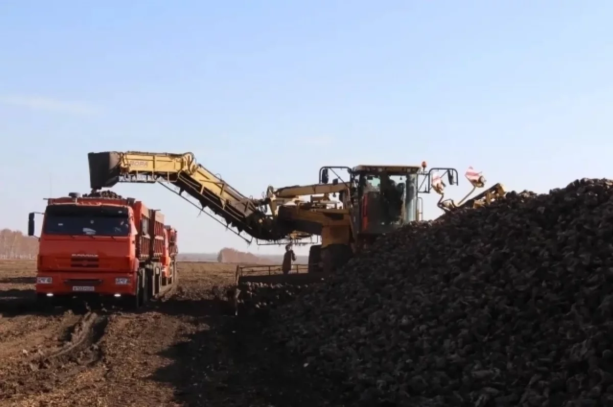 Уборка сахарной свеклы завершается на Алтае