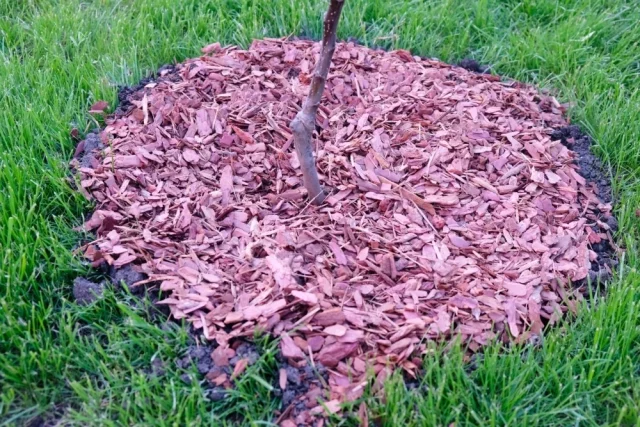 Из-за разницы температур под слоем мульчи появляется конденсат, который питает корни.