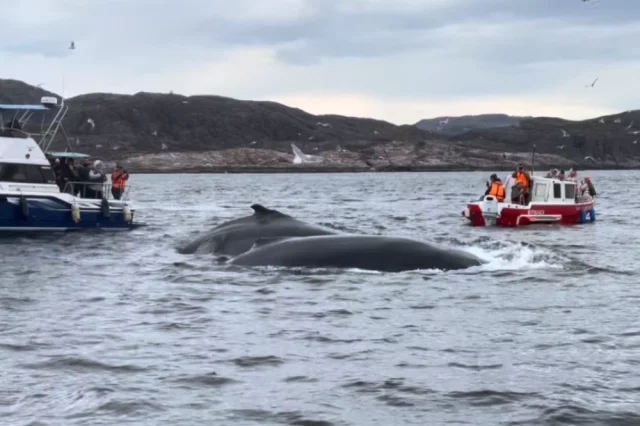 Наблюдение за китами в Териберке.