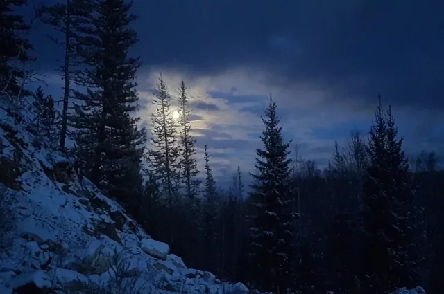 Тайга, где пропала семья Усольцевых.