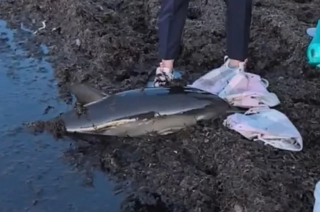 В отличие от самки этому дельфиненку удалось выжить. 