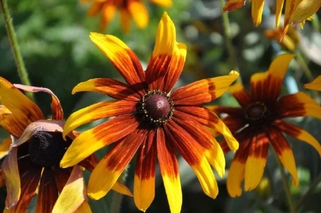 Цвет рудбекии варьируется от канареечно-желтого до густо-охристого.