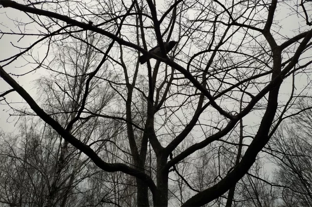 Ноябрь — время мечтаний. Пусть ваши грядки отдыхают, а вы вдохновляйтесь.