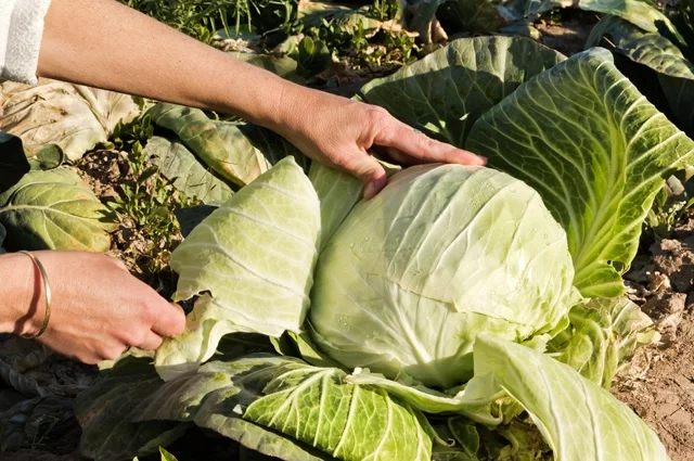 Как бывает обидно, когда кочан капусты внутри оказывается рыхлым и неоднородным.