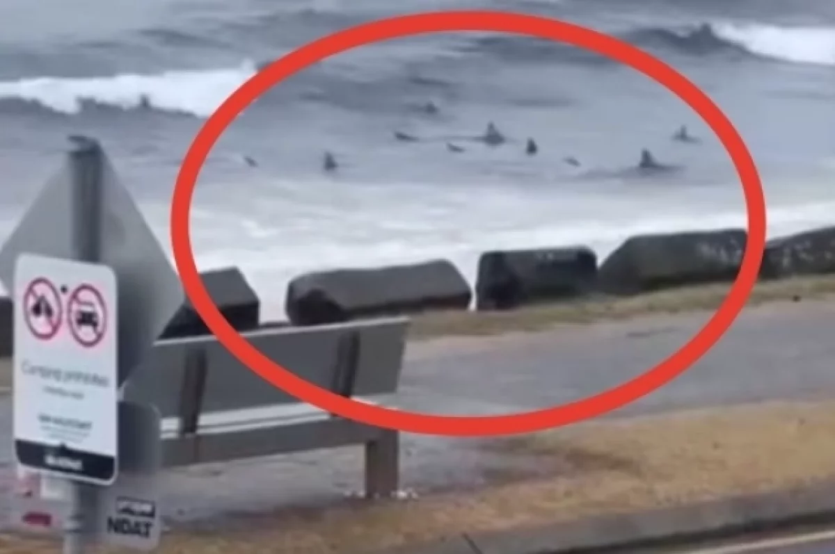 Несколько десятков акул, ожидающих добычу у берега, засняли в Австралии