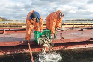 Ежегодное зарыбление водохранилища позволяет поддерживать его экологическое состояние на высоком уровне.