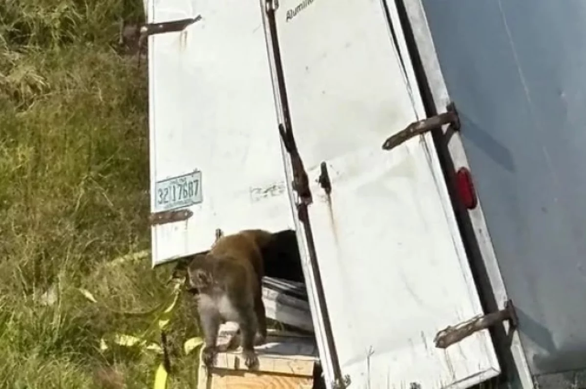 В США сбежали агрессивные обезьяны, переносящие гепатит С и COVID