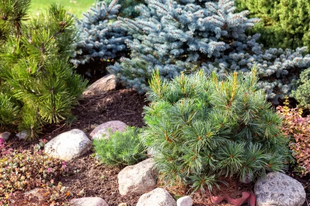 Хвойные не переносят застоя воды, поэтому для них выбирают слегка возвышенное место.