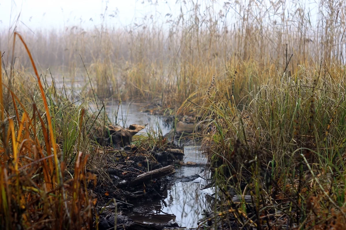 Soqolsiz ayollar bilan jinsiy aloqa