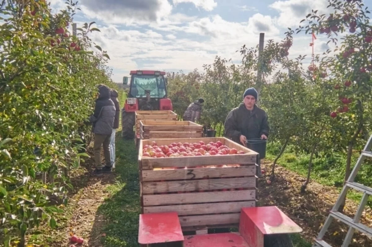 Золотая осень по-брянски: когда 4000 тонн становятся стартовой площадкой