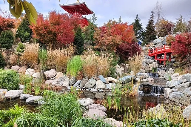 Красивые и необычные места находятся совсем недалеко от нас (осень в Краснодаре – Японский сад).