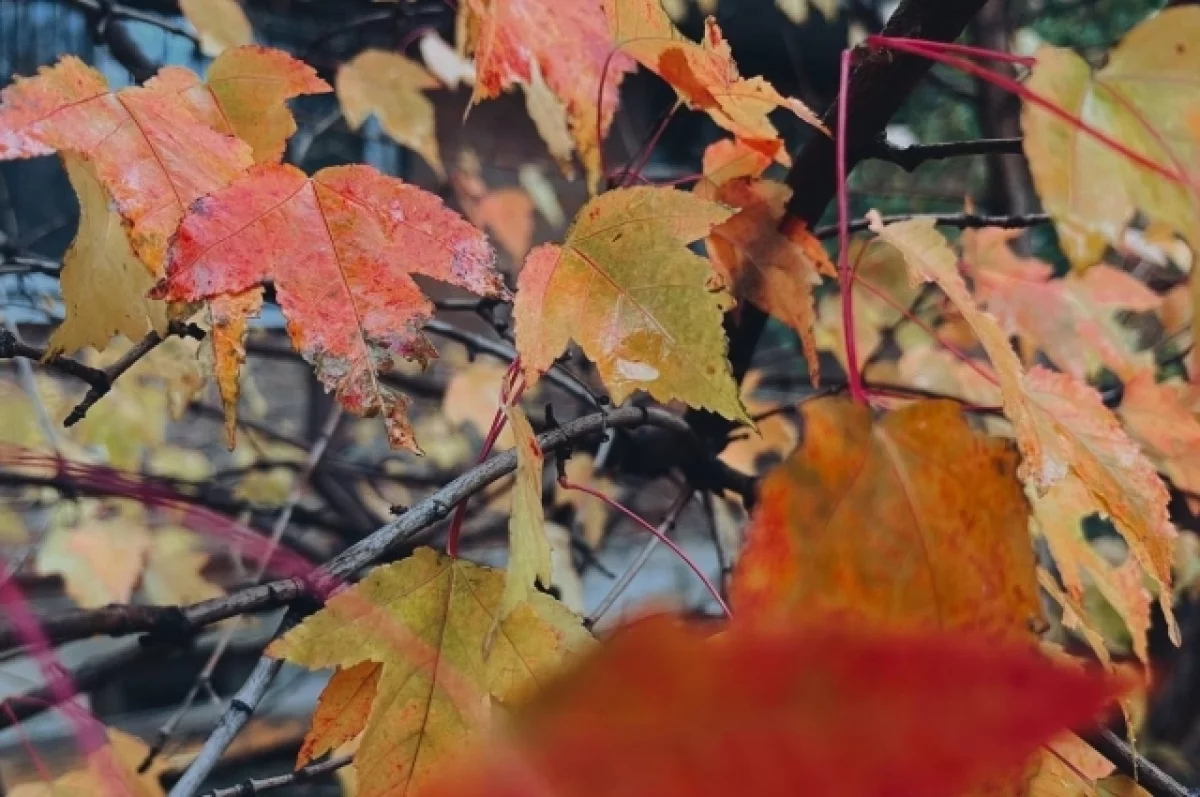 Порно көру қожайынның етін жалап жатқаны