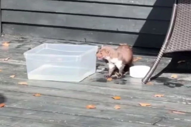 Куница не спешила убегать, а, наоборот, медленно бродила вокруг дома.