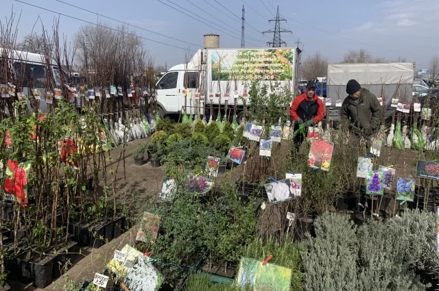 На садовом рынке лучше выбирать саженцы, чье корни не открыты.