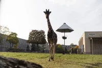 Жираф Мэру был любимцем гостей зоопарка