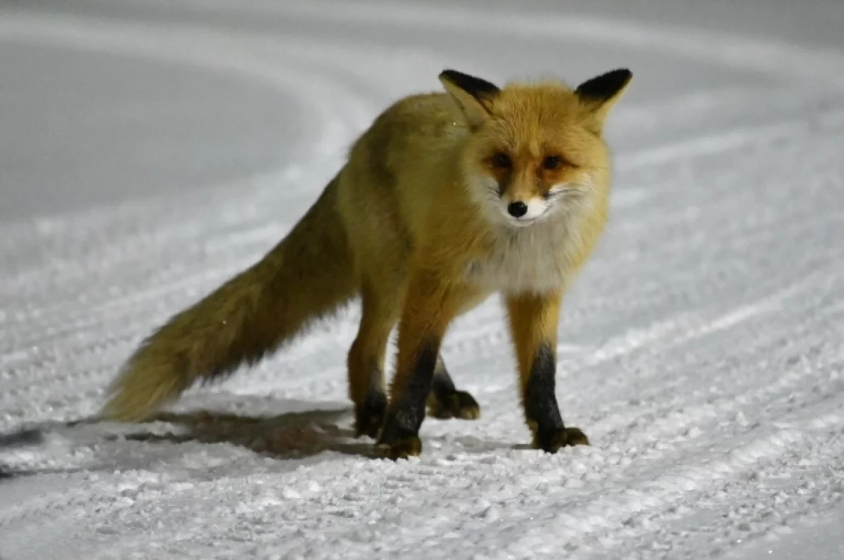 Лиса напала на девушку в Новосибирске на улице Виктора Уса