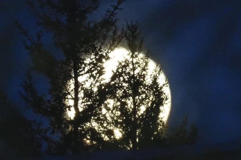 Бобровая Луна - 2025.