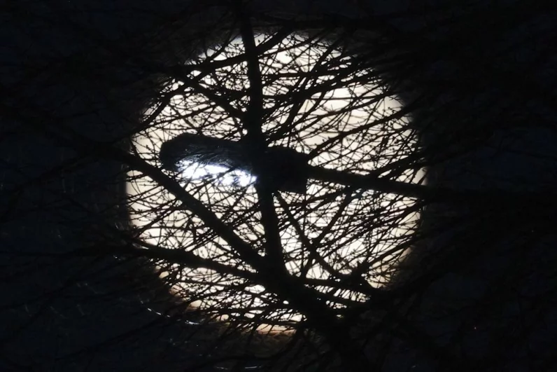 Бобровая Луна - 2025.