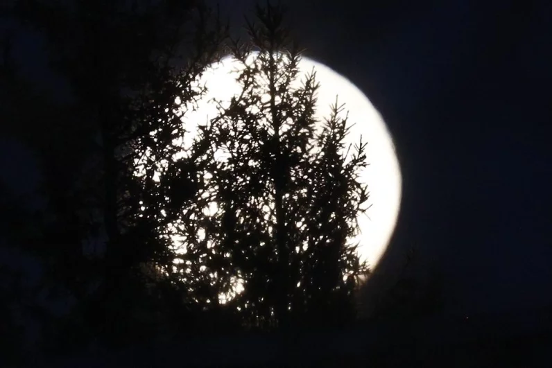 Бобровая Луна всегда кажется такой большой и близкой.