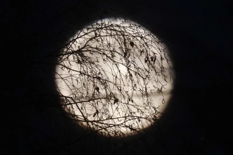 Бобровая Луна - 2025.