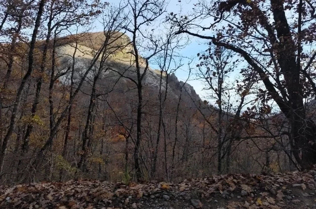 Uning mushukida qalin xoroz bor Transseksuallar uchun soxta vaginalar