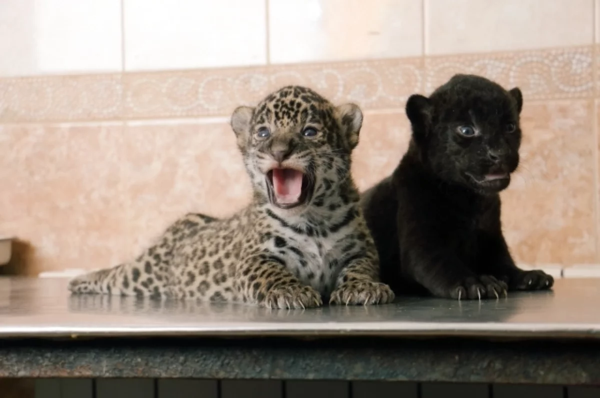 Черный ягуар Габриэль в Новосибирском зоопарке