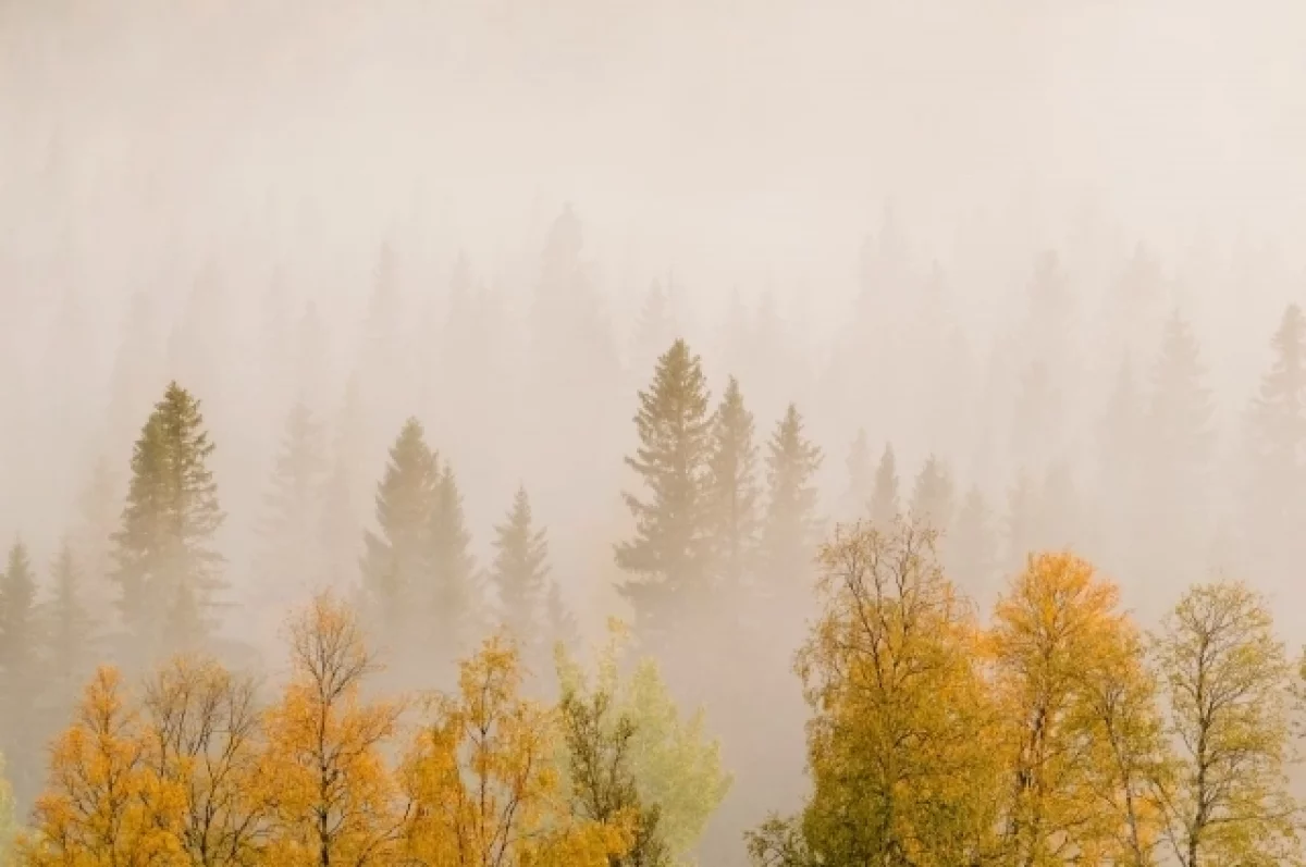 На Брянскую область 8 ноября опустится туман