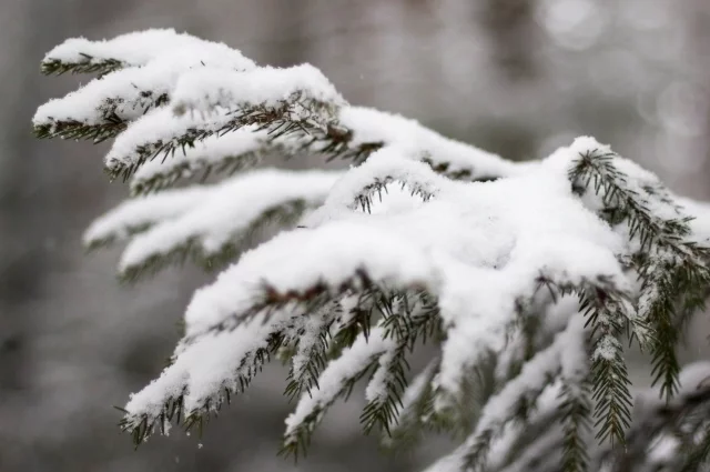C начала ноября выпалf почти полумесячная норма осадков.