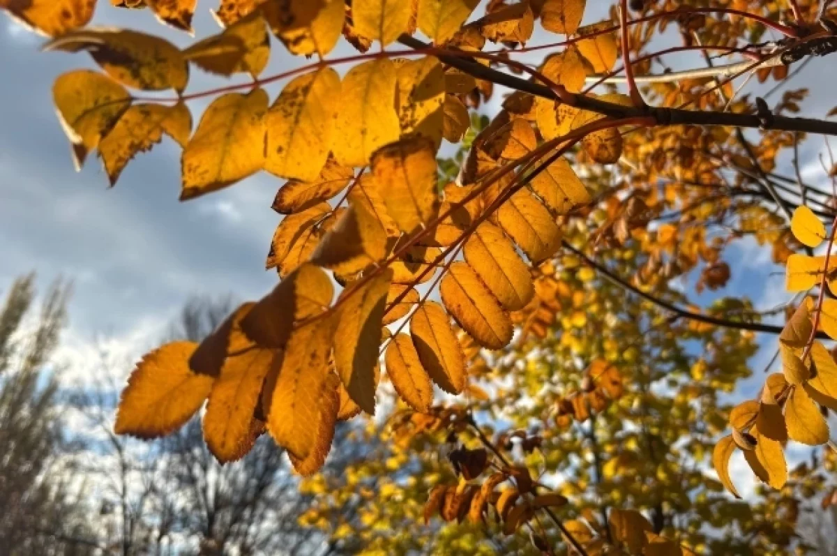 Аномальное тепло в Москве продлится до 10 ноября — затем начнется похолодание