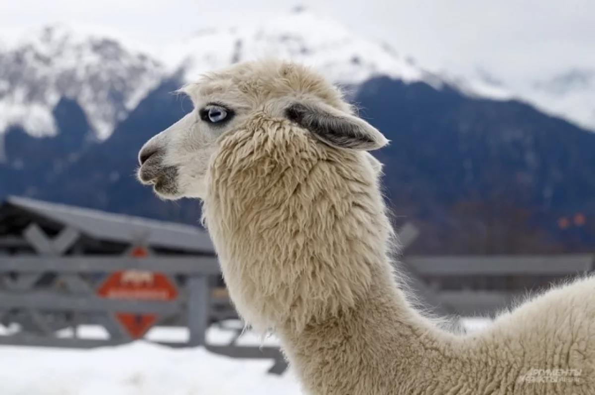 Южноамериканская альпака в контактном зоопарке Пача Мама Новосибирск
