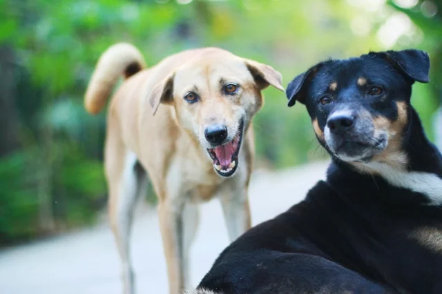  Кусают все – и бродячие псы, и хозяйские. 