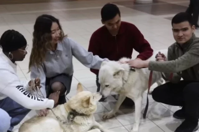 В СВФУ показали клонированных якутских лаек которым уже по 8 лет.   